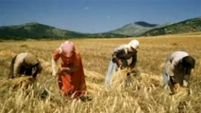 سلامة الغذاء تتابع توريد القمح والتموين تستهدف 5 ملايين طن