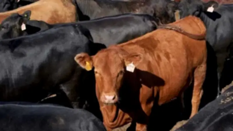 ارتفاع أسعار العجول البقري 5 جنيهات واستقرار باقي الأضاحي في مصر اليوم