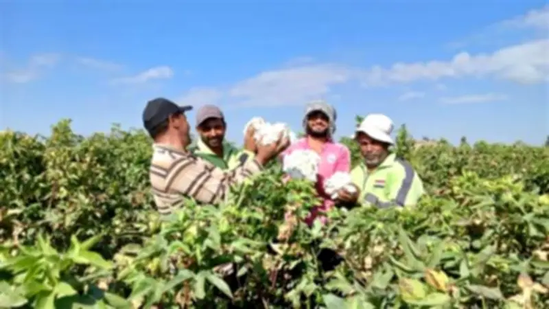 تخفيض 50% على خدمات الميكنة الزراعية لمزارعي سيناء في ذكرى التحرير