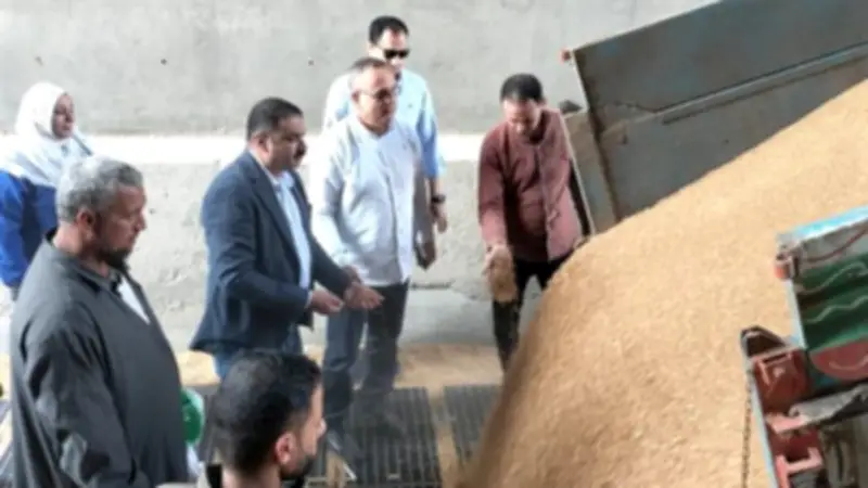توريد 5120 طناً من القمح المحلي لصوامع الدقهلية منذ بدء الموسم