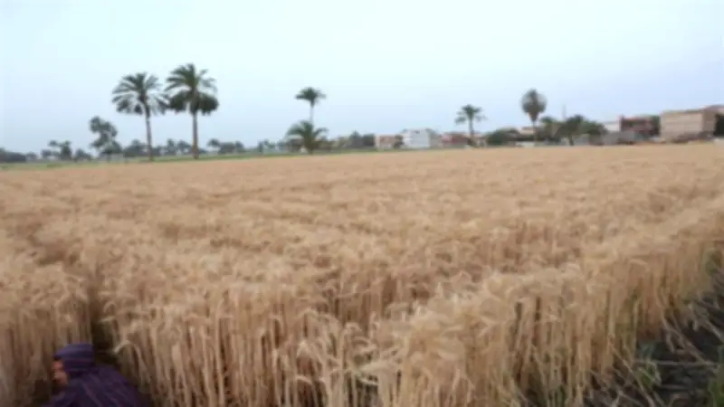 محافظ المنيا: توريد 53 ألف طن قمح للصوامع منذ بداية الموسم