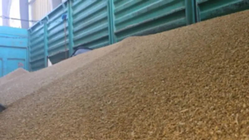 محافظ الوادي الجديد: استقبال 5330 طن قمح في بداية الموسم لتعزيز الأمن الغذائي