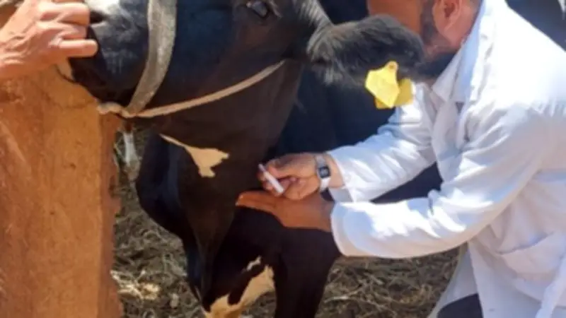 تحصين 53.5 ألف رأس ماشية ضد الجلد العقدي وجدري الأغنام في الأقصر