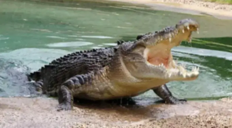 شاب أسترالي ينجو بأعجوبة من هجوم تمساح شرس بطول 6 أمتار