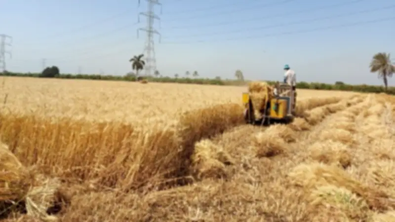 وكيل زراعة القليوبية: استعدادات مكثفة لحصاد القمح وتوريد 61.5 ألف طن