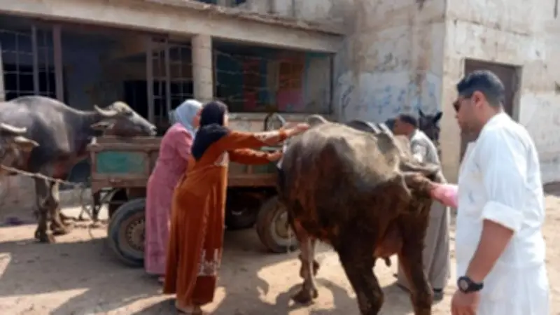 تحصين 65 ألف رأس ماشية بالغربية ضد الحمى القلاعية وحمى الوادي المتصدع