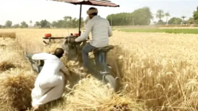 حصاد 65 ألف فدان قمح بالوادي الجديد وتوريد 46 ألف طن للصوامع