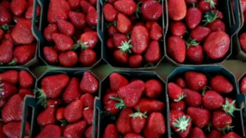 الفراولة المصرية تحقق 697 مليون دولار عائدات وتتصدر الأسواق العالمية