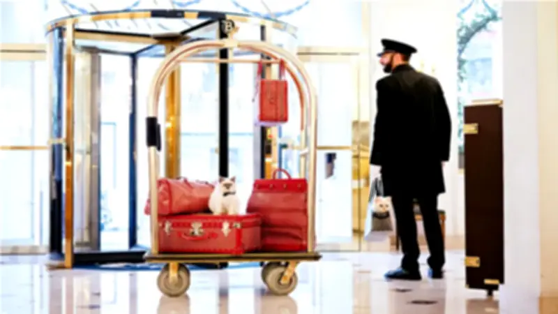 فنادق 7 نجوم تقدم أجنحة ملكية للحيوانات بأسعار تبدأ من 20 ألف جنيه إسترليني