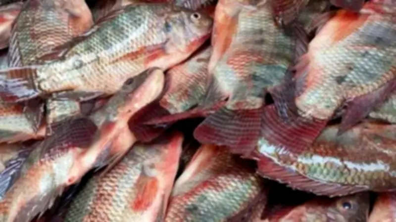 تراجع أسعار الأسماك اليوم: البلطي من 70 جنيها والكابوريا 148 جنيها