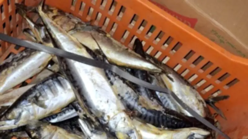 حملات بيطرية تكشف ضبط 71 طنًا من أسماك شم النسيم الفاسدة وتحرير 177 محضرًا