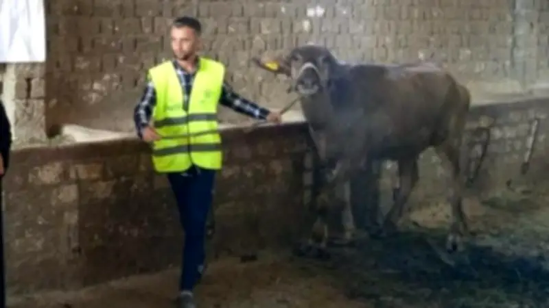 جمعية الأورمان تسلم 71,524 رأس ماشية للأسر المحتاجة في المحافظات لتعزيز التنمية المستدامة