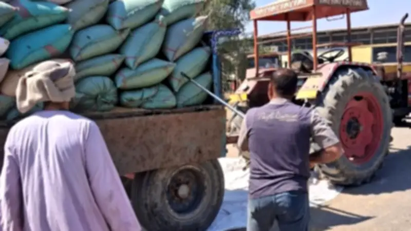 محافظ أسيوط: توريد 7191 طن قمح حتى الآن وتيسيرات شاملة للمزارعين