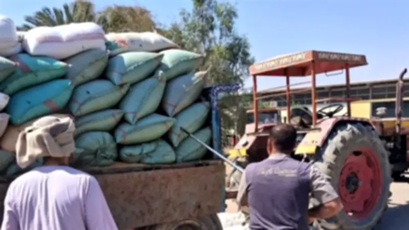 توريد 7191 طن قمح لصوامع أسيوط ولجان متخصصة تتابع الاستلام