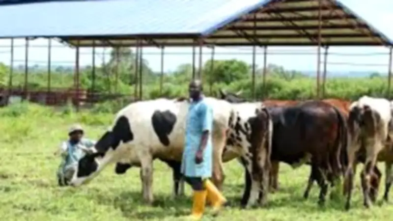 نيجيريا تخطط لتوسيع قطاع الثروة الحيوانية إلى 74 مليار دولار بحلول 2035