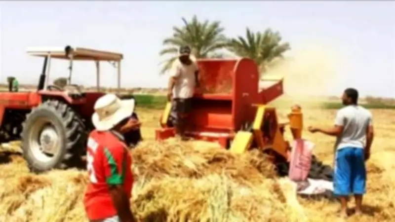 انتهاء حصاد 74 ألف فدان قمح في الوادي الجديد وتوريد 70 ألف طن