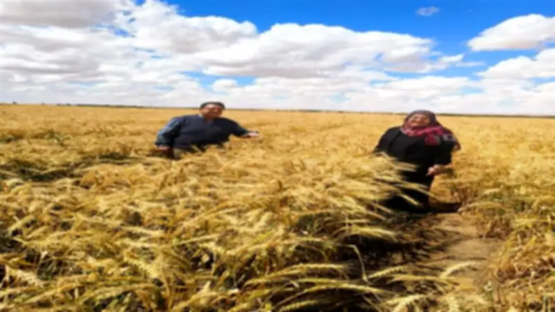 «الزراعة» تحقق سبقاً علمياً بزراعة المحاصيل بمياه ملوحتها 8000 جزء في المليون