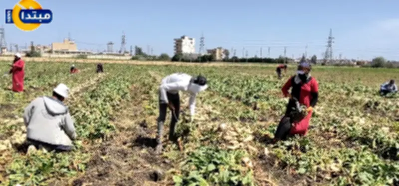 حصاد العروة الثانية لمحصول بنجر السكر في الدقهلية يتجاوز 82 ألف فدان