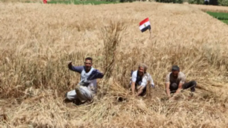 محافظ سوهاج يعلن استلام 8431 طناً من القمح المحلي في بداية موسم الحصاد لعام 2026