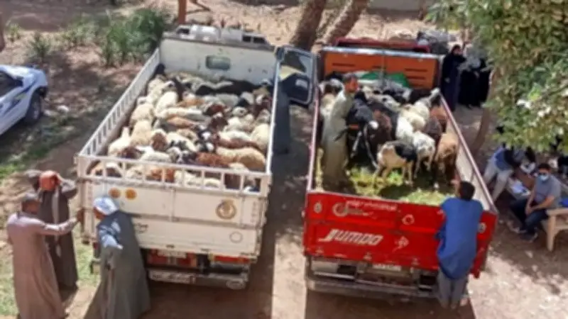 بيطري سوهاج يسلم 850 رأس أغنام للمستفيدين في القرى الأكثر احتياجًا