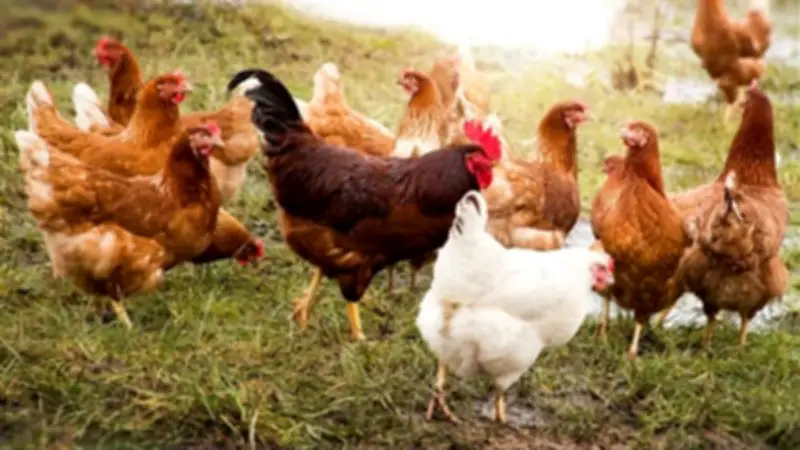 انخفاض أسعار الدواجن اليوم: البيضاء تسجل 88.5 جنيها للكيلو والبلدي 126 جنيها