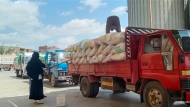 توريد 890 طن قمح في كفر الشيخ منذ بدء الموسم الزراعي 2026