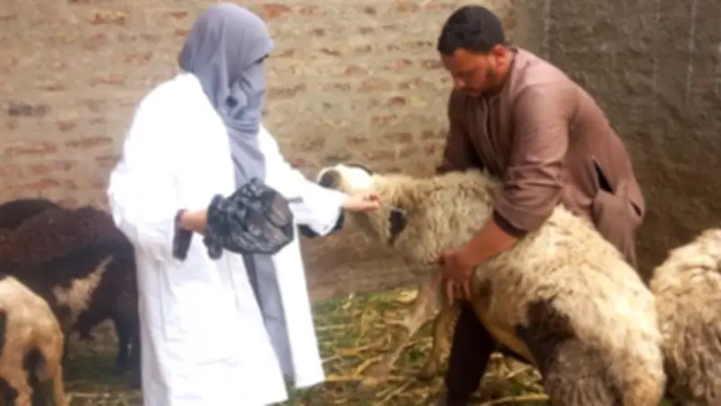 تحصين 91 ألف رأس ماشية بقنا ضد الجلد العقدي وجدري الأغنام