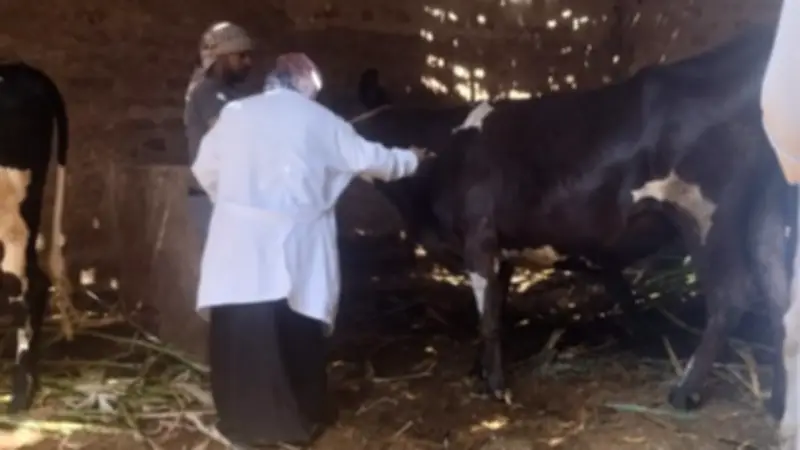 تحصين 91 ألف رأس ماشية وضبط 305 مخالفات تموينية في قنا