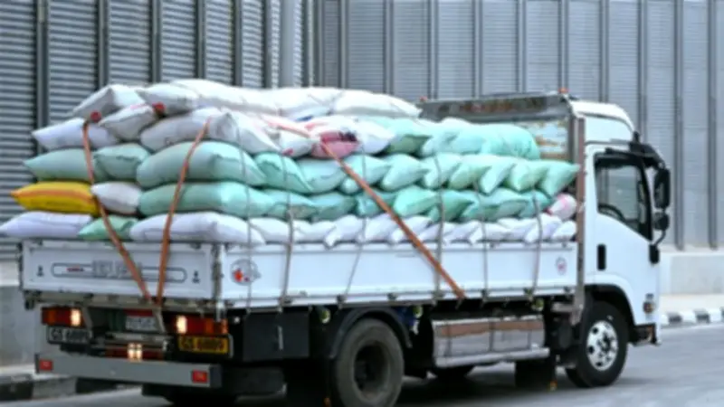 البحيرة تواصل توريد القمح المحلي: 910 طن تم تسليمها وهدف 400 ألف طن للموسم