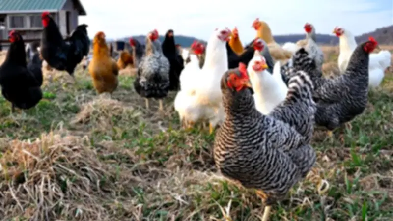 انخفاض أسعار الدواجن اليوم: البيضاء تتراجع إلى 91.5 جنيه والبلدي إلى 126 جنيه للكيلو