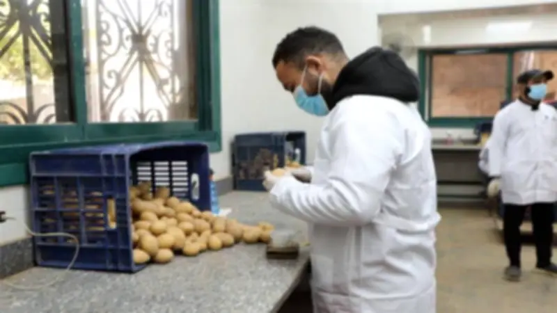 وزارة الزراعة تفحص 9414 عينة بطاطس للتصدير بإجمالي 252 ألف طن خلال مارس
