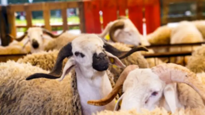 دار الإفتاء توضح حكم الانتفاع بلبن الأضحية وصوفها قبل ذبحها