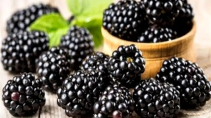 جمال شعبان: التوت الأسود يحمي القلب من الجلطات ويحارب تصلب الشرايين