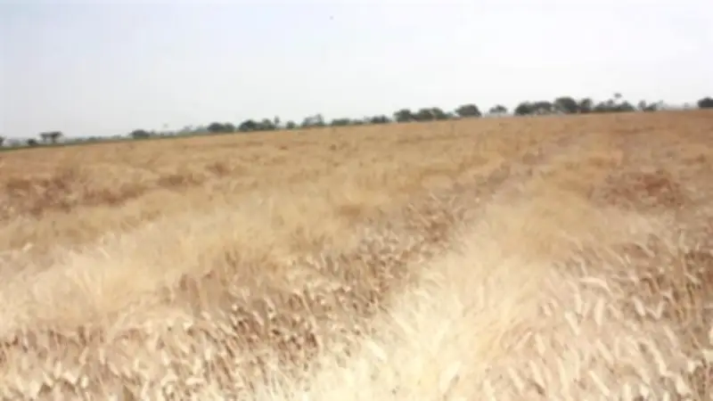 محصول القمح يدخل مراحله النهائية ويتطلب دقة شديدة في الري وسط تحديات مناخية