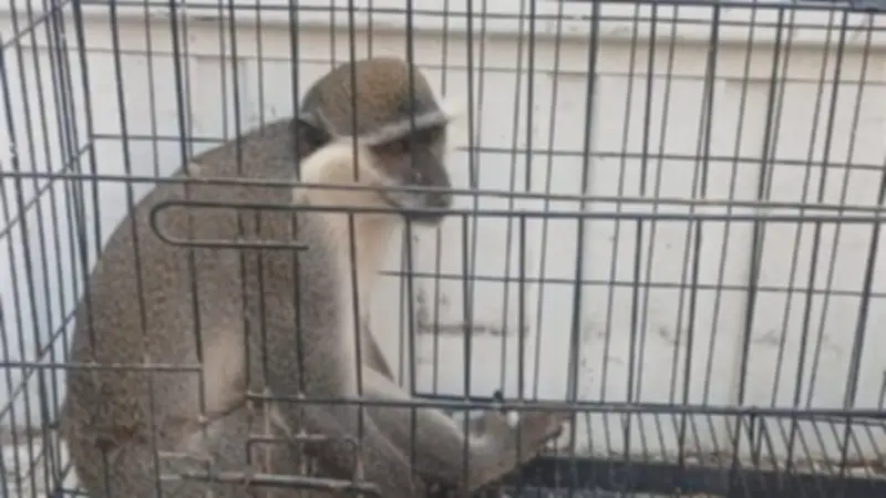 الطب البيطري بالشرقية يسيطر على نسناس الزنكلون تمهيدًا لنقله لحديقة الحيوان