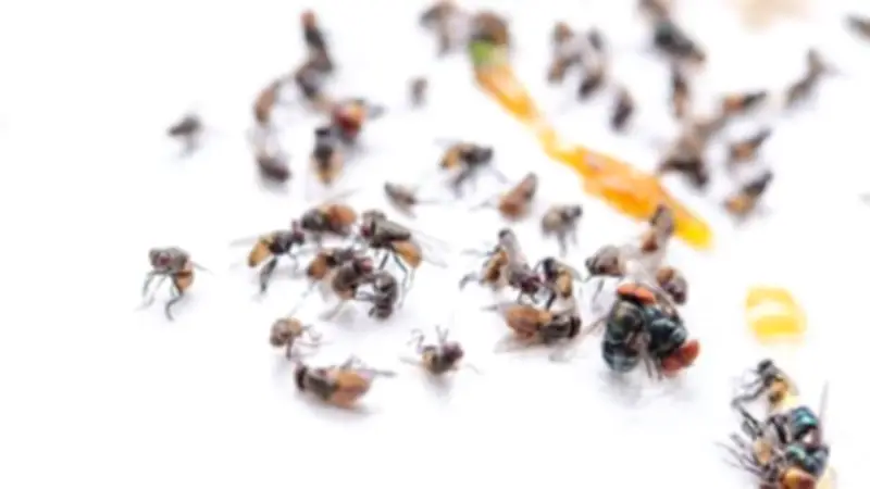 حيل طبيعية للتخلص من الذباب والحشرات في المنزل دون مبيدات كيميائية