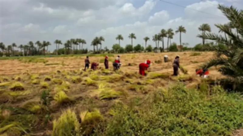 الكتان الذهب الأخضر في القليوبية: حصاد وتصدير نحو الصين وأمريكا