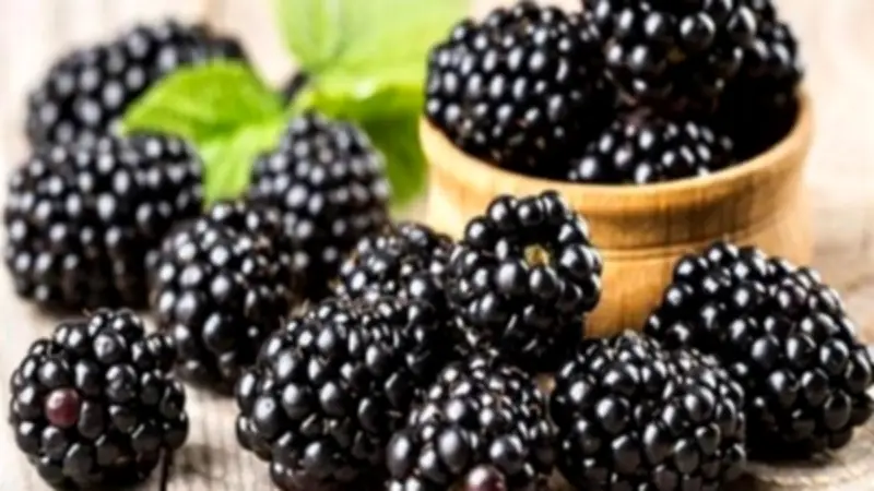 سر لمرضى فرط الحركة.. كيف يؤثر التوت الأسود على صحة الدماغ والتركيز؟