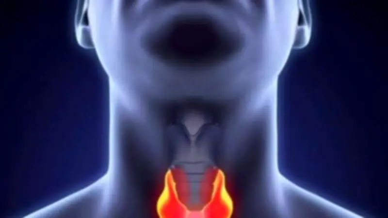 الغدة الزعترية: العضو المنسي في جسم الإنسان وأهميته الحيوية للجهاز المناعي