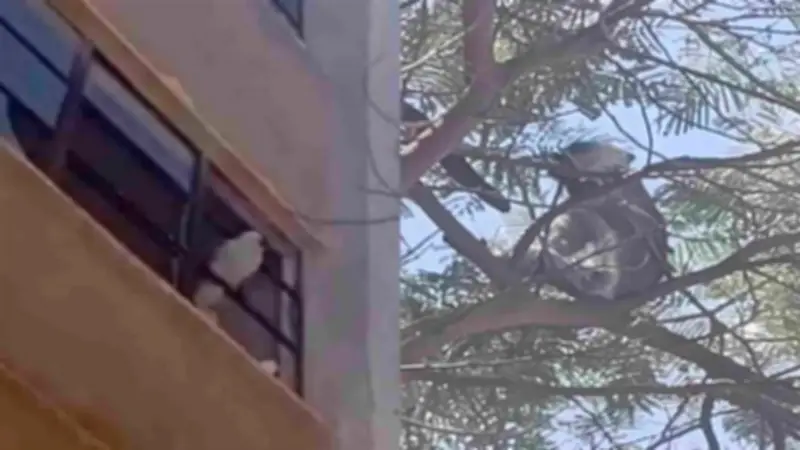 الطب البيطري بالمنوفية ينفي هروب قرد من حديقة حيوان بالسادات