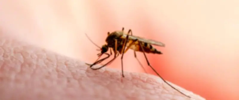 صحة المواطن تعلن خلو مصر من الملاريا للعام الثاني على التوالي