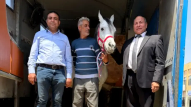 مصر تصدر أول شحنة من الخيول العربية الأصيلة إلى الأردن في خطوة تاريخية