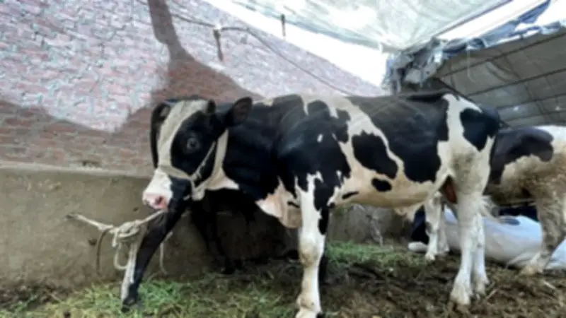 دار الإفتاء توضح حكم الأضحية بالبهيمة الحامل دون علم قبل الذبح