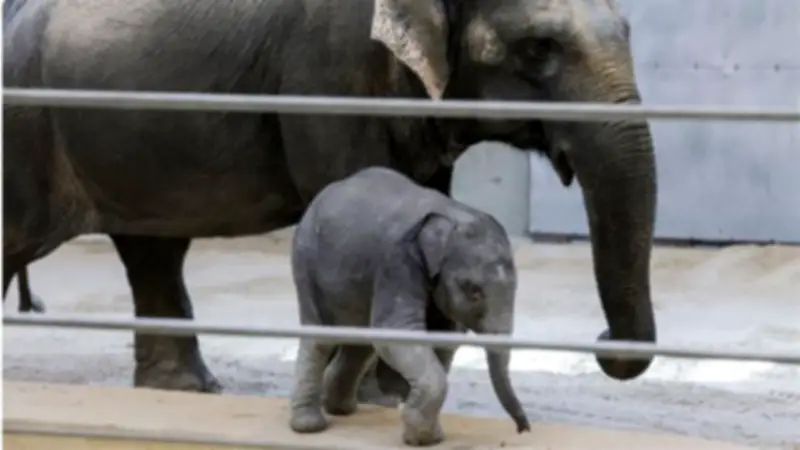 ولادة فيل آسيوي نادر في حديقة واشنطن بعد ربع قرن من الانتظار