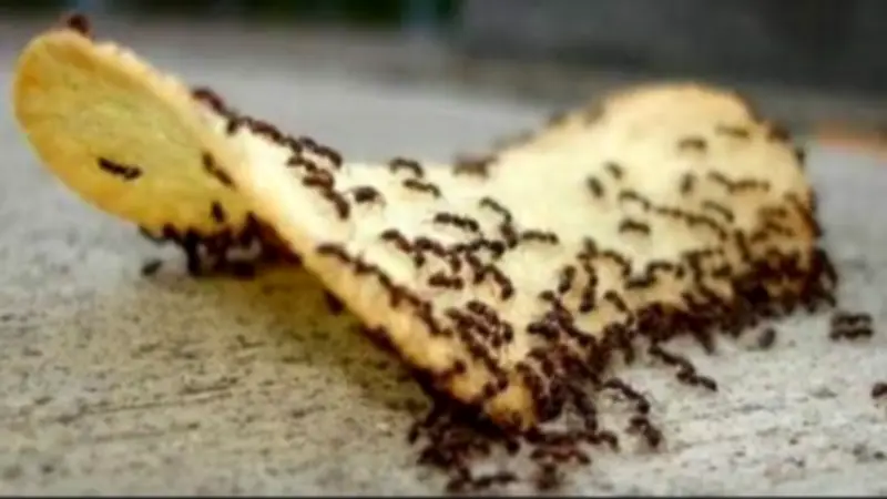 حيل مبتكرة للتخلص من النمل باستخدام بقايا القهوة والخندق الصغير