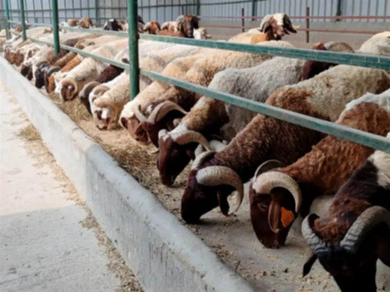 وزارة الزراعة تعلن تفاصيل طرح اللحوم والأضاحي بأسعار مناسبة قبل عيد الأضحى