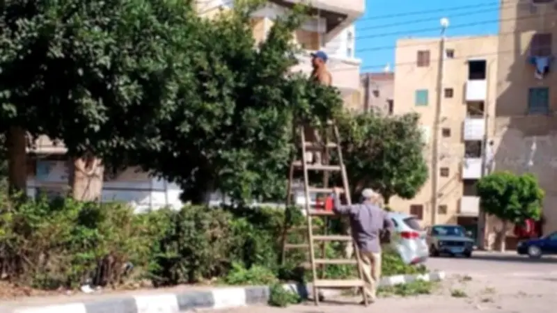 رئيس مدينة دمنهور يتابع أعمال رفع كفاءة المسطحات الخضراء