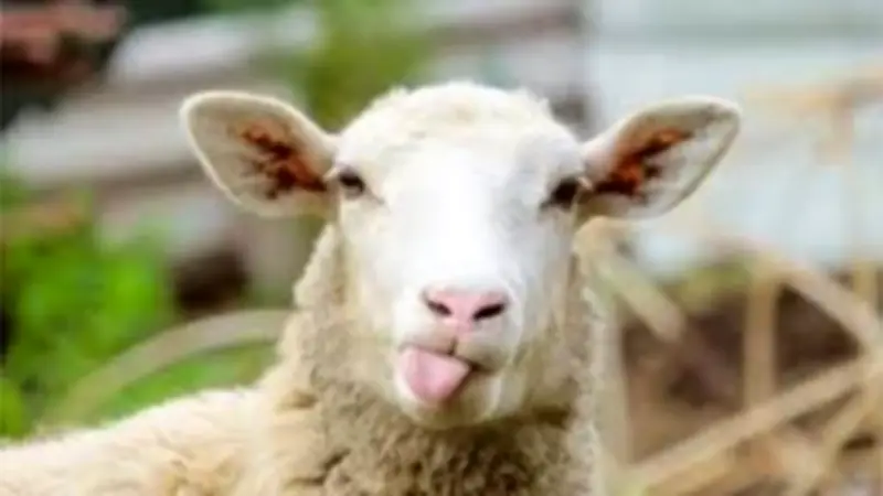 هل يجوز مساعدة ابني في ثمن الأضحية؟ الإفتاء تجيب