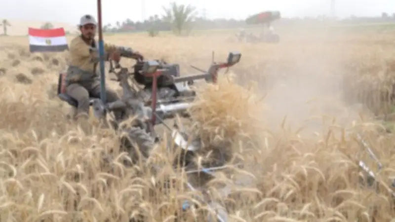 محافظ قنا يطلق موسم حصاد القمح ويتفقد صومعة الترامسة