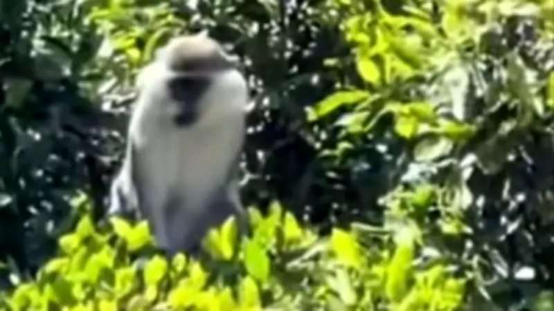 اختفاء نسناس المنوفية في ثاني أيام البحث.. صغير وسريع الاختباء